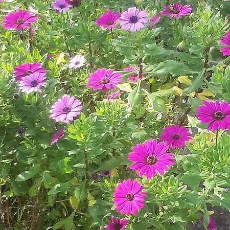 Casa Do Sobral * Obidos