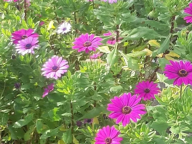 Casa Do Sobral * 奥比多斯